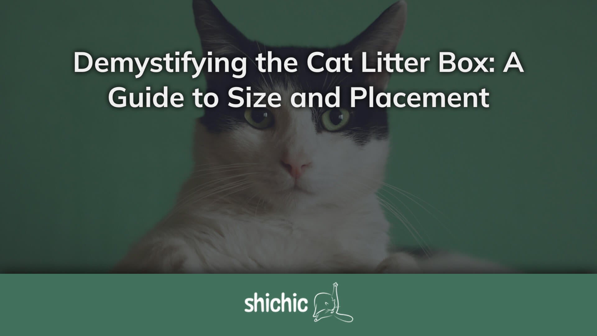 Cat Litter Box A Guide to Size & Placement Shichic