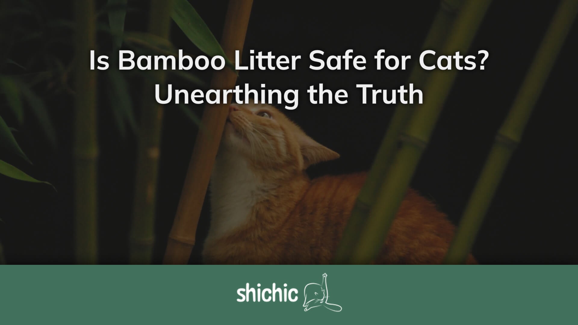 Is Bamboo Litter Safe for Cats? Unearthing the Truth  Shichic