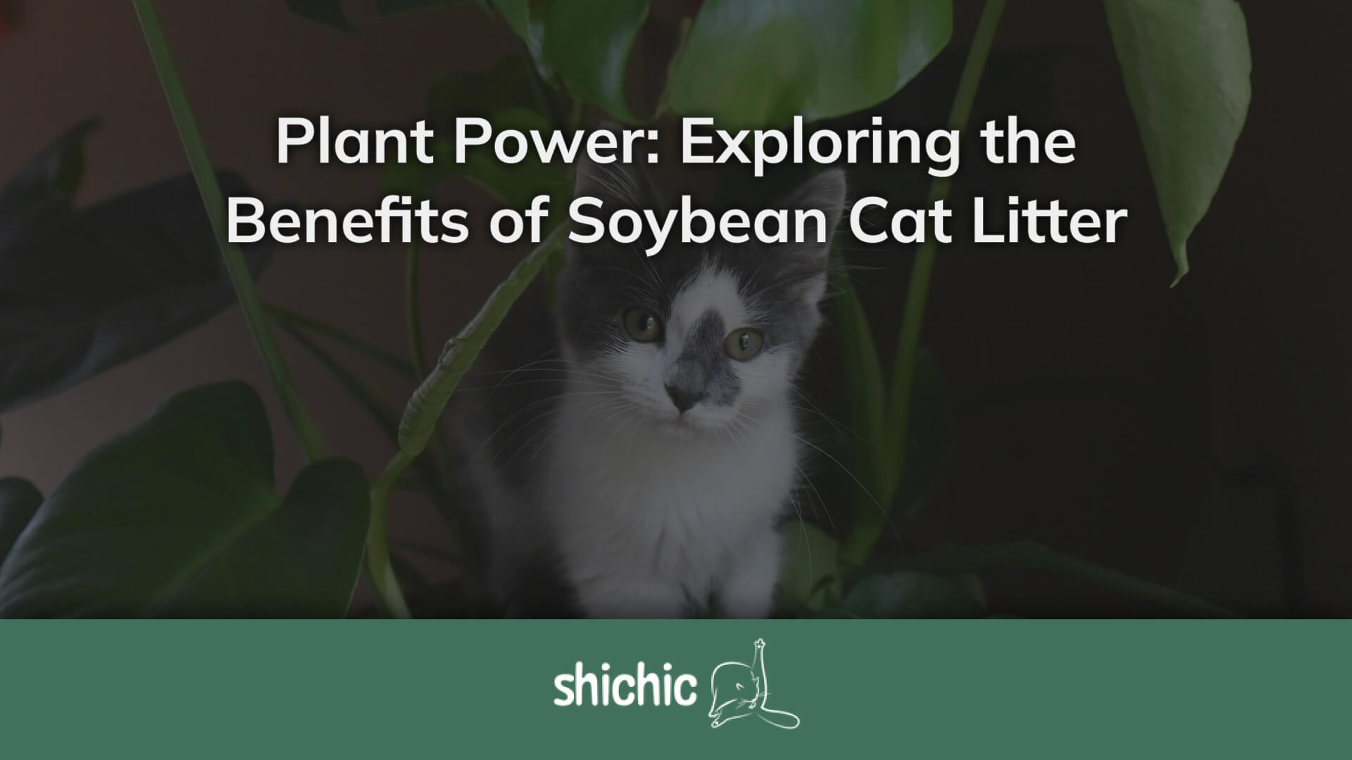 Image showcasing Plant Power: Exploring the Benefits of Soybean Cat Litter – Shichic