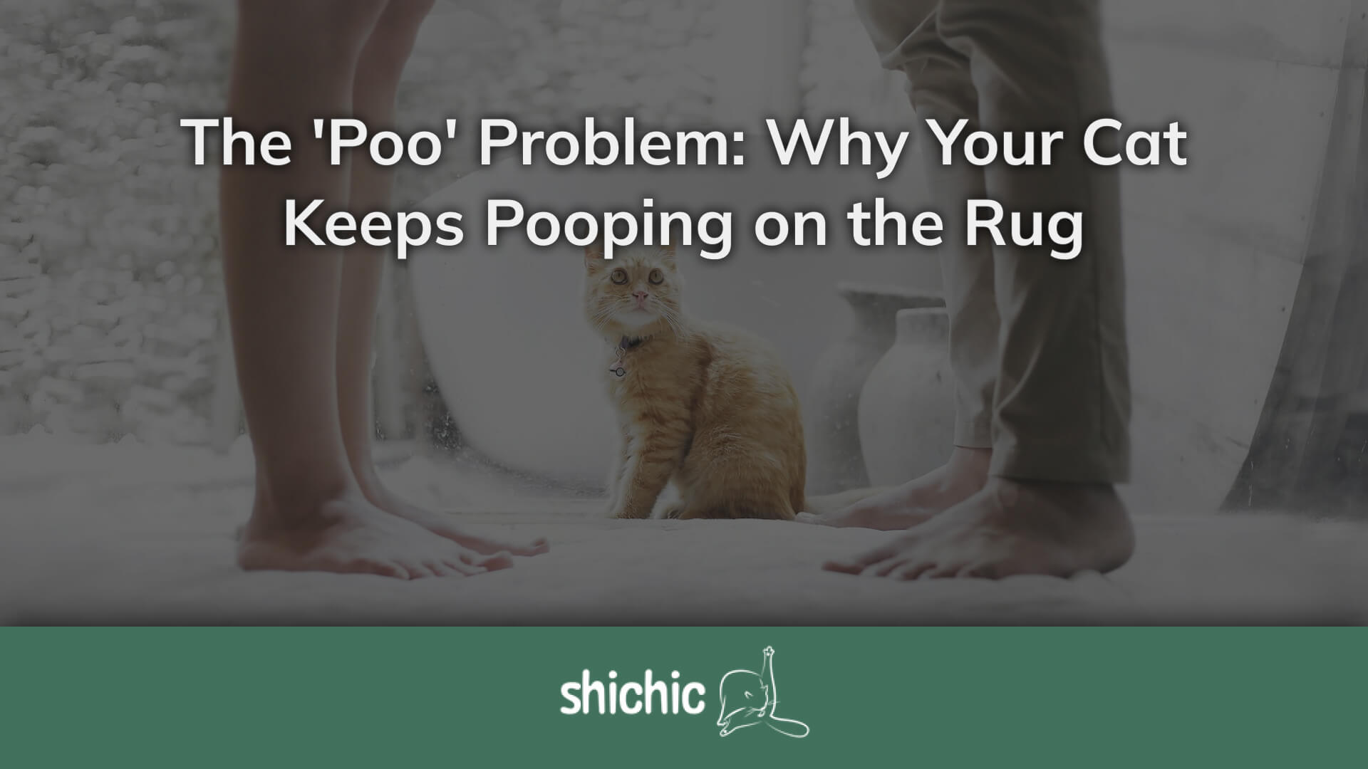 How to Get Cat to Stop Pooping on Rug: Easy Tips That Work