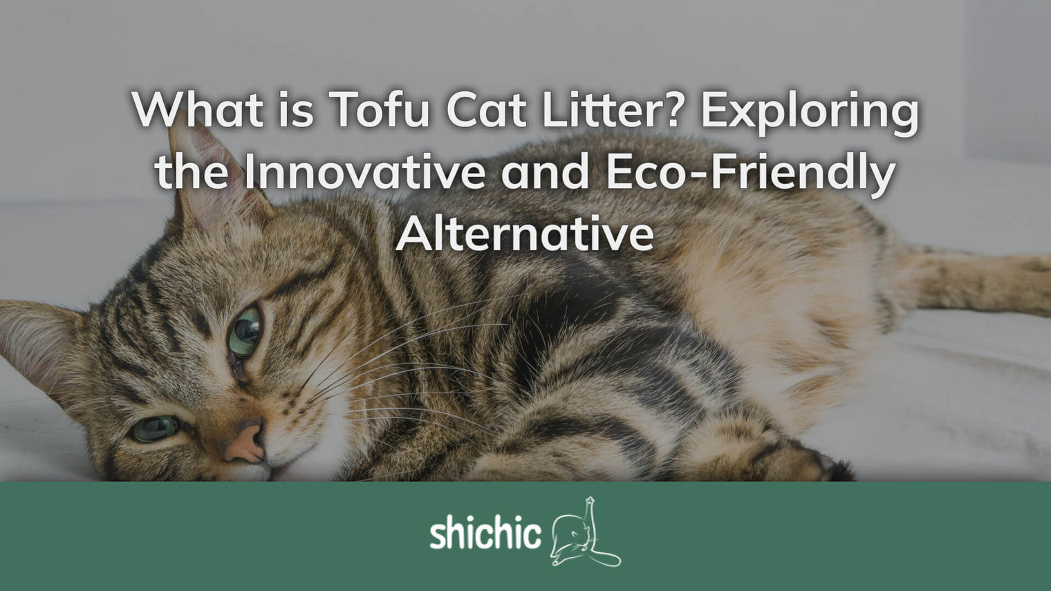 What is Tofu Cat Litter