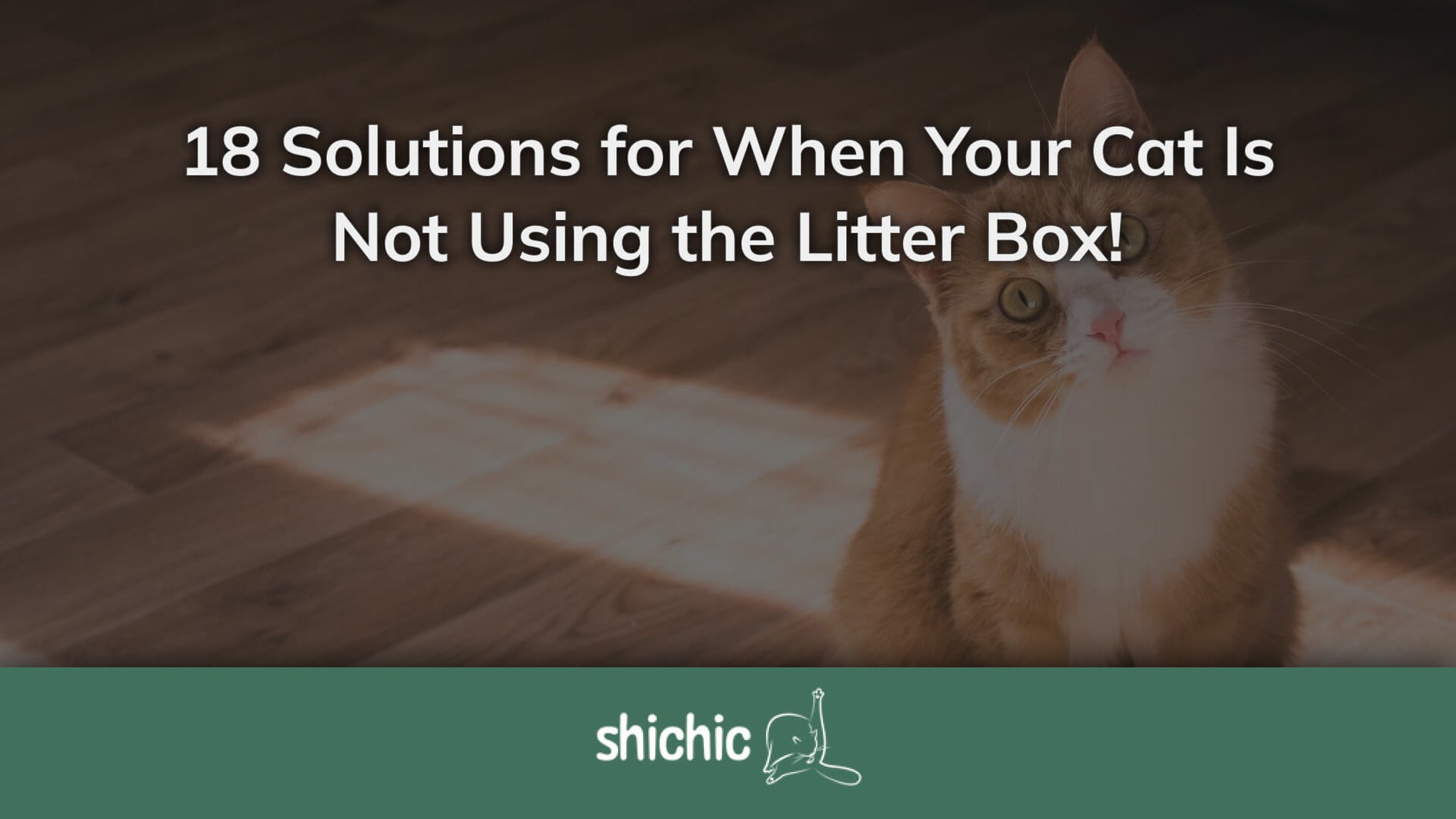 cat litter box not using