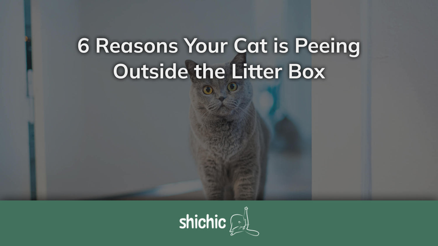 6 Reasons Your Cat is Peeing Outside the Litter Box Shichic