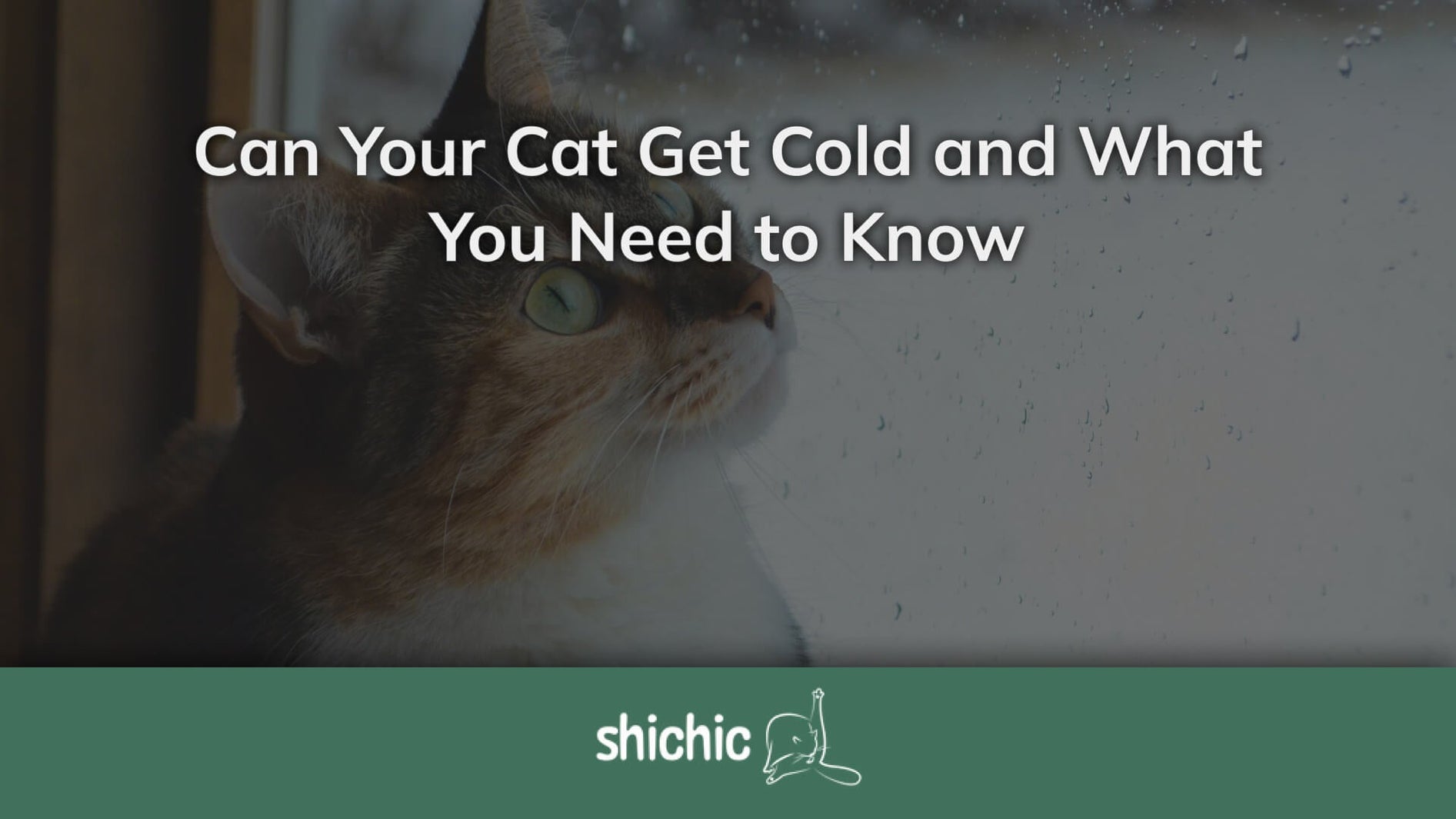can cat get cold