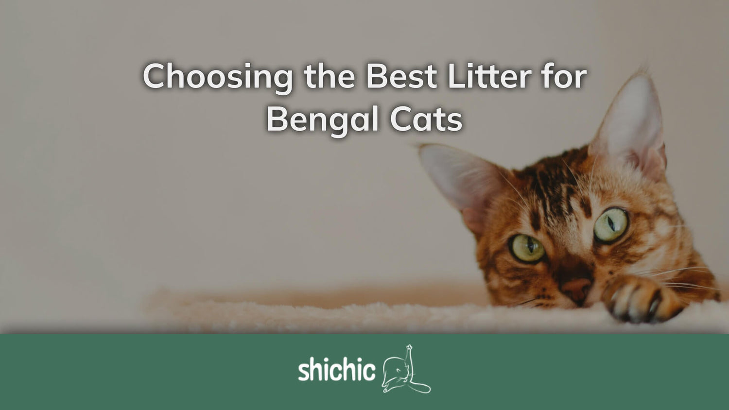 Choosing the Best Litter for Bengal Cats Shichic