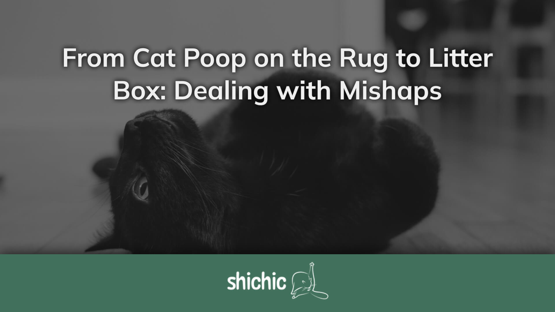 From Cat Poop on the Rug to Litter Box: Facing Mishaps – Shichic