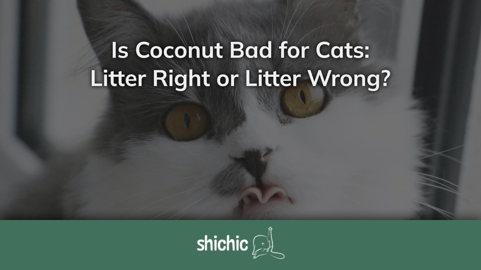 Is Coconut Bad for Cats
