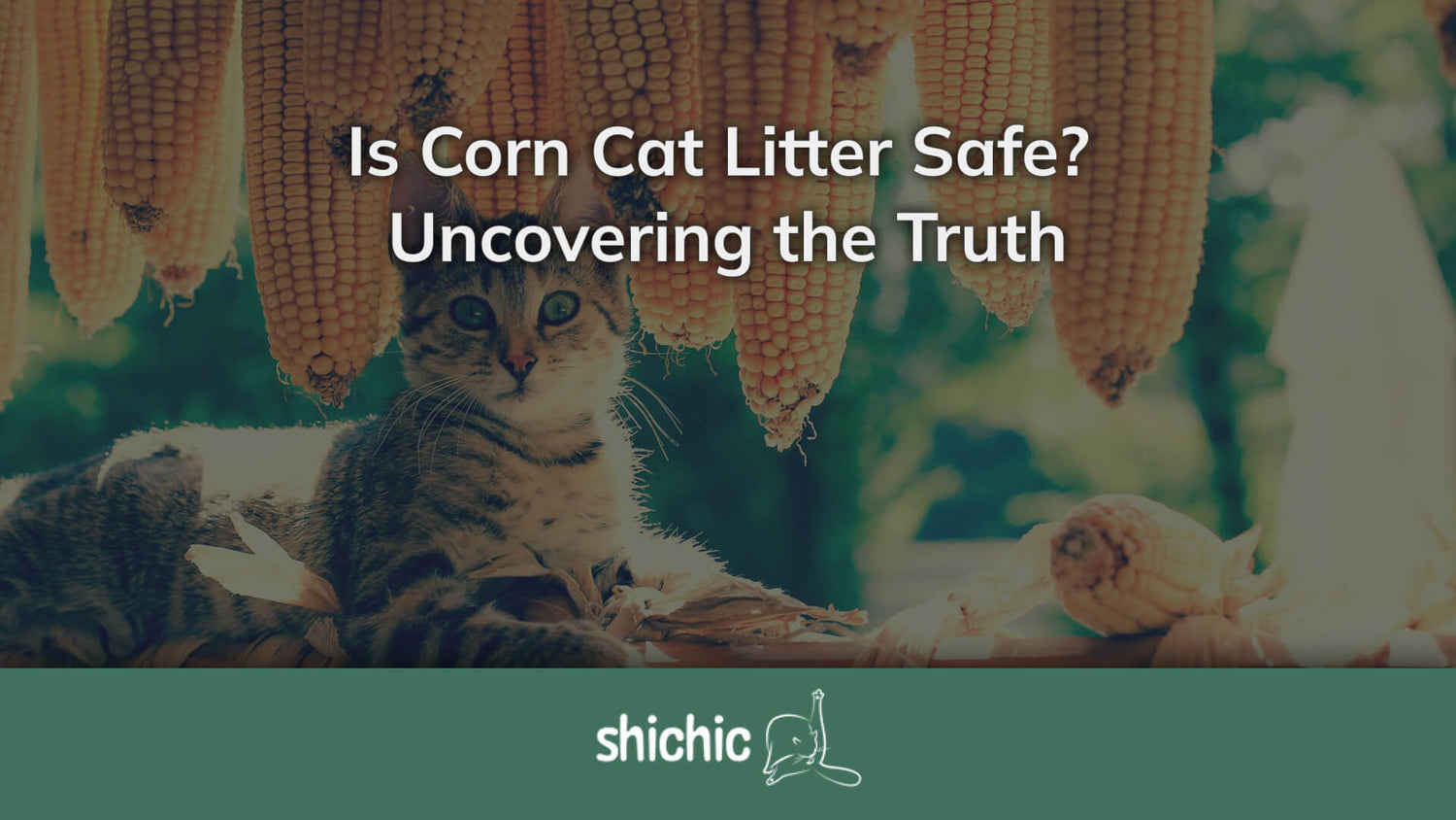 Is Corn Cat Litter Safe? Uncovering the Truth Shichic