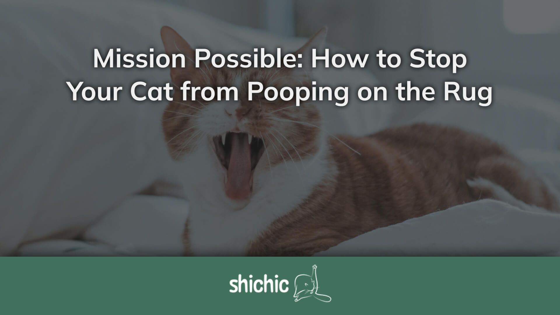 How To Stop Cat Pooping On Rug
