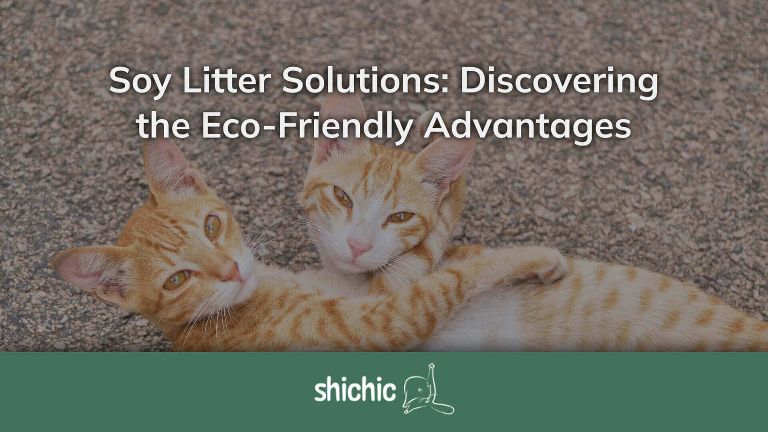 Soy Litter Solutions: Discovering the Eco-Friendly Advantages for Your Cat's Comfort - Shichic