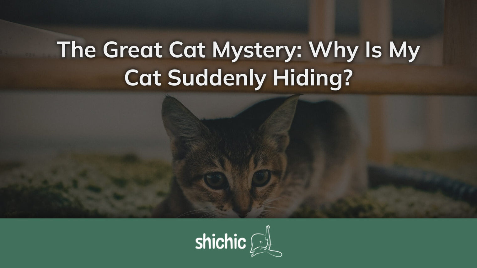 Illustration of Why Is My Cat Hiding