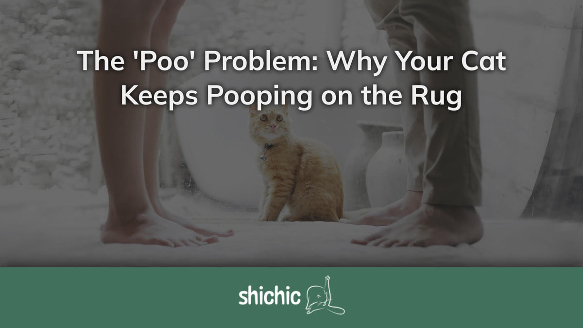 'Poo' Problem: Why Your Cat Keeps Pooping on the Rug – Shichic