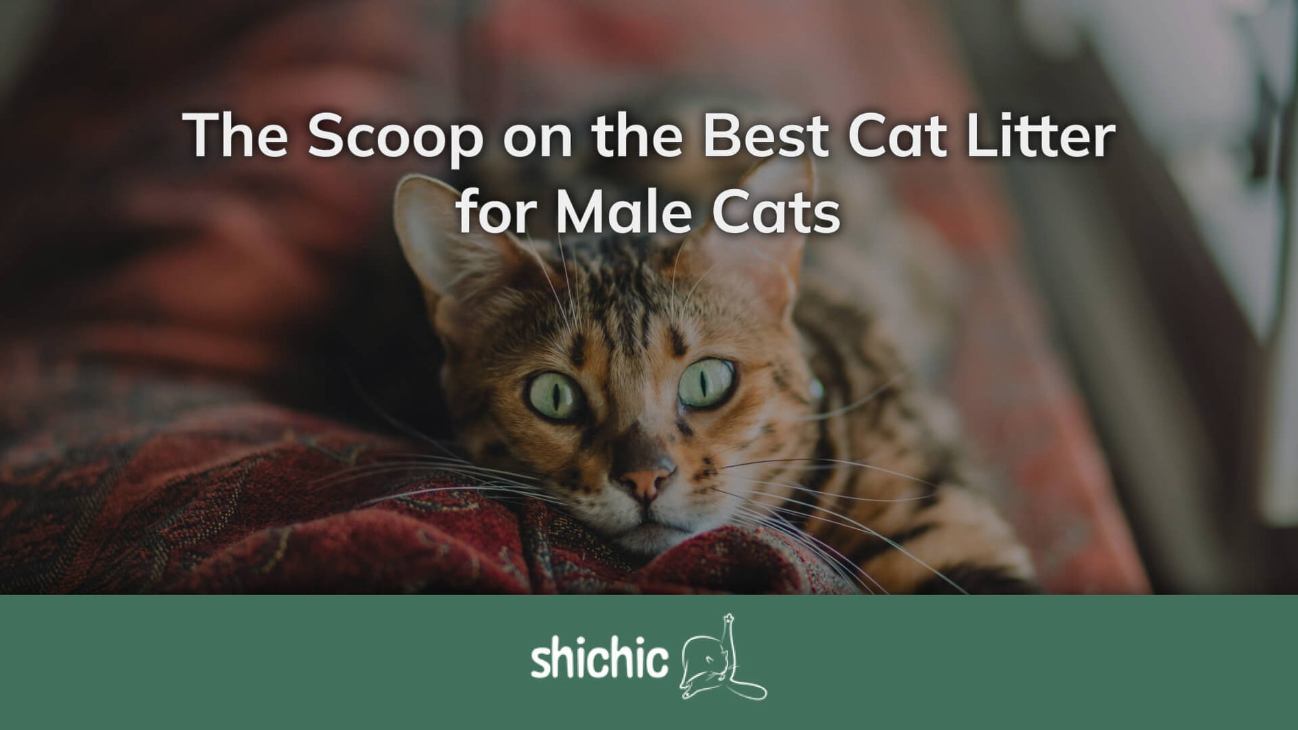 Best Cat Litter for Male Cats