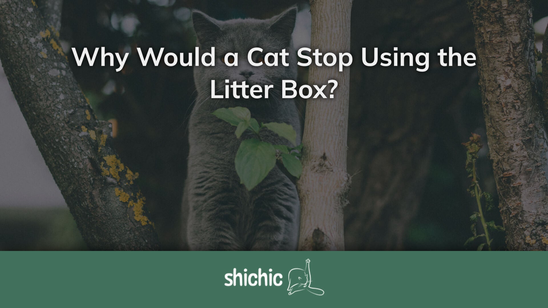 Why Would a Cat Stop Using the Litter Box? Shichic