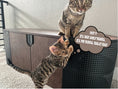 Charger l'image dans la visionneuse de la galerie, (Dark) Two kittens engaging in playful antics atop a spacious black multi-cat litter box enclosure, demonstrating its sturdy and cat-friendly design
