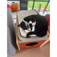 Load image into Gallery viewer, (Cozy Paws) cat on a cat bed

